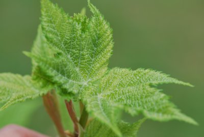 Acer pensylvanicum - javor pensylvánský - jarní listy (4)
